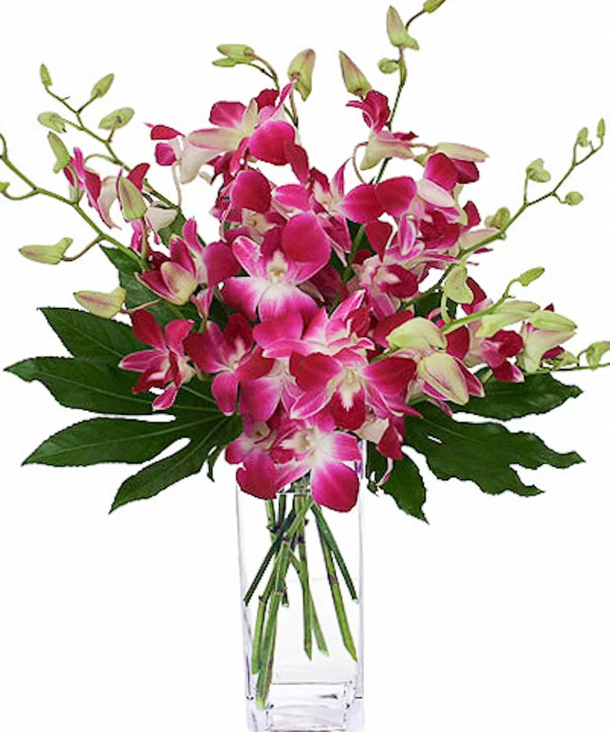 Darling Dendrobiums (Standard)