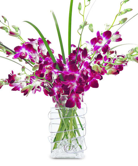 Orchid Delight (As Shown)