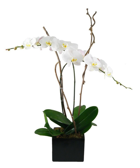 Orchid Simplicity (Premium)