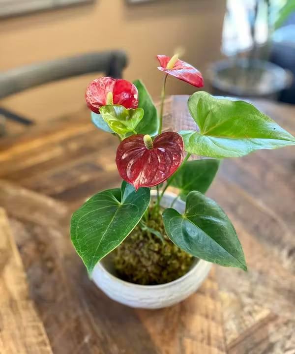 Anthurium Plant (4" plant)