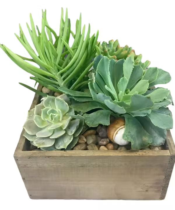 Beachside Succulent Garden (Standard)