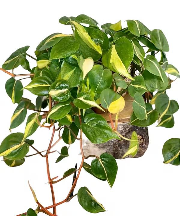 Brazil Philodendron Plant (4" Pot Size)