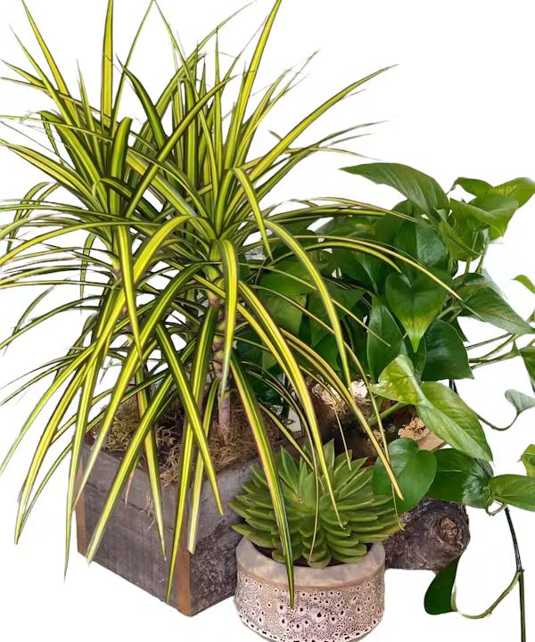 Welcome Home Plant Pack (3-4" pot size trioin decorative containers)