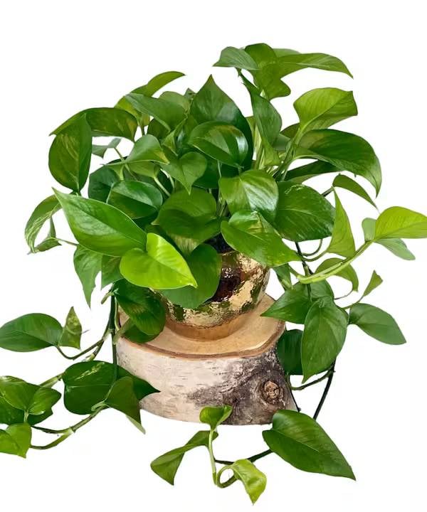 Pothos Plant (Standard)