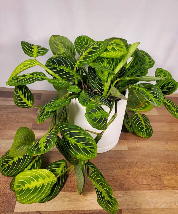 Prayer Plant (6" Plant)