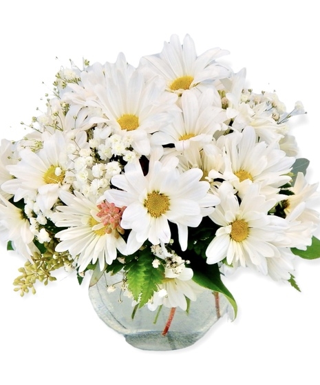 Daisy Daze (Standard)