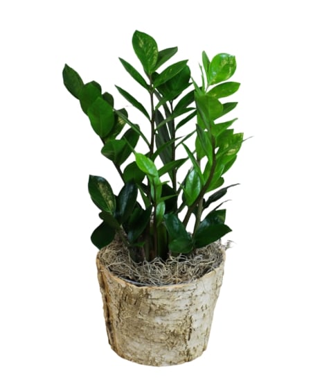 Zanzibar Gem Plant (6" plant)