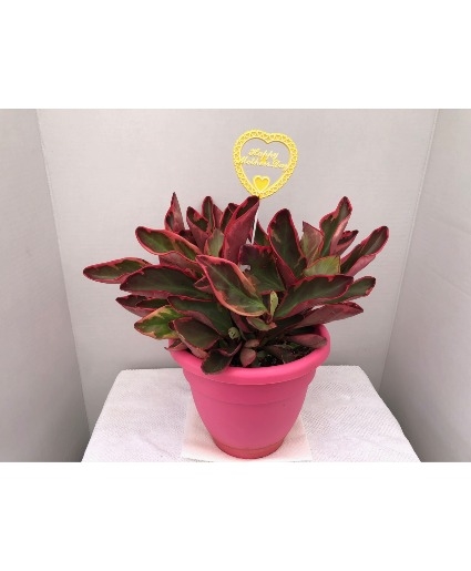 MOTHER'S DAY SPECIAL -8 INCH PEPEROMIA