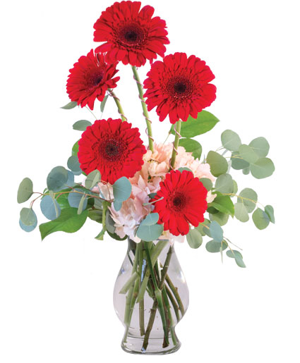 CRIMSON GERBERAS (Standard)