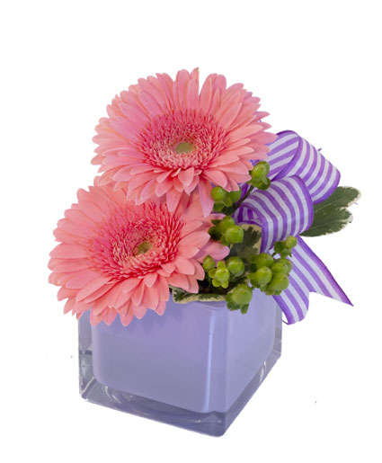 PETITE GERBERAS (Standard)