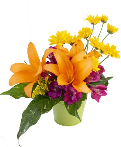 LIFE IN LILIES (Deluxe)