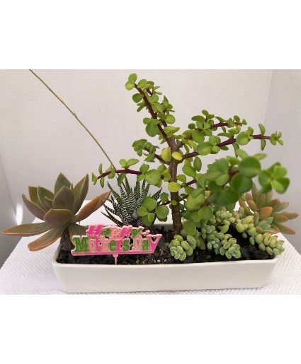 MOTHER'S DAY SPECIAL - 11X3.25X2.25 CERAMIC SUCCULENT DISH GARDEN