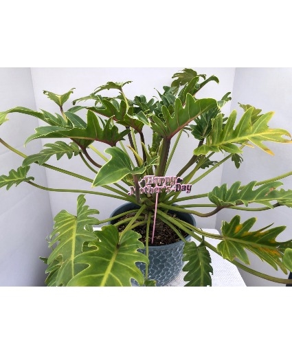 MOTHER'S DAY SPECIAL - 8 INCH XANADU