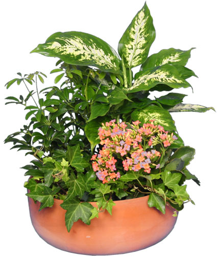 GARDEN PLANTER (Standard)