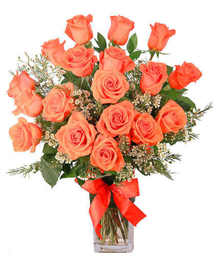 ORANGE ADMIRATION (Standard)