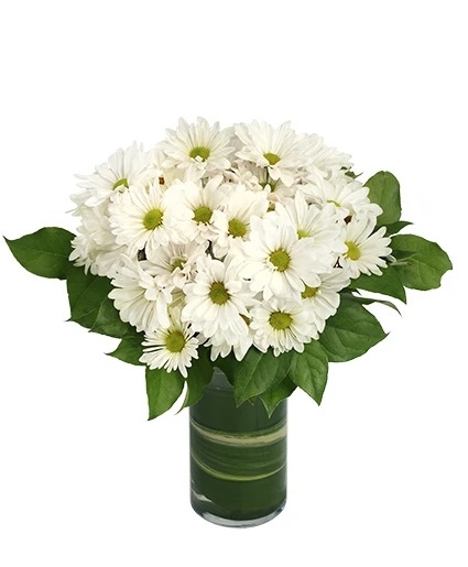 DAZZLING DAISY POMS (Standard)