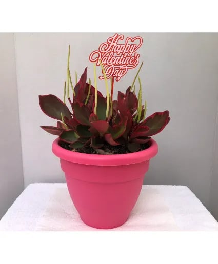 Valentine's Day Peperomia 9 Inch Potted Plant