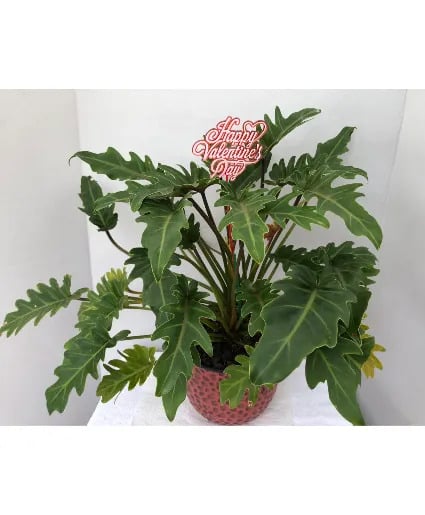 Valentine's Day Xanadu 8 Inch Potted Xanadu
