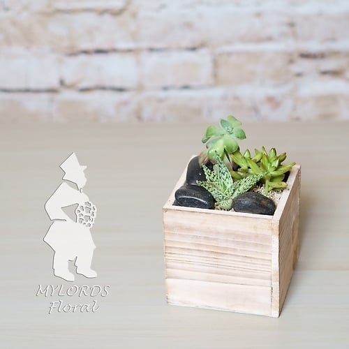 Oasis Box
