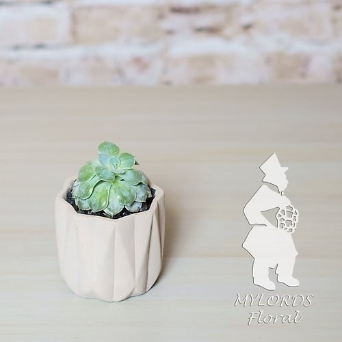 Single Succulent