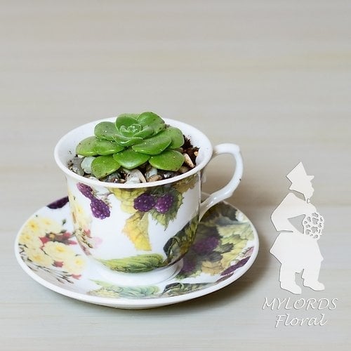 Succulent Tea