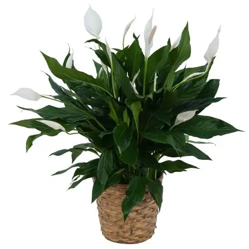 Peace Lily Plant
