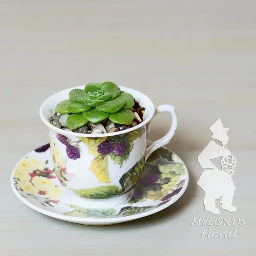 Succulent Tea