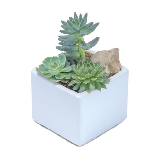 Mini Stunning Succulent (Standard)
