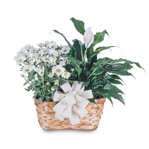 Blooming and Green Plant Combination (Standard)