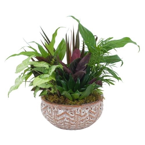 Ceramic Dish Garden (Standard)