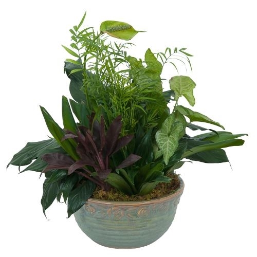 Medium Dish Garden (Standard)