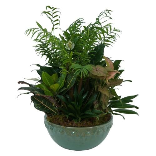 Large Dish Garden (Standard)