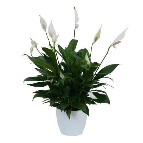 Peace Lily Plant in Ceramic Container (Standard)