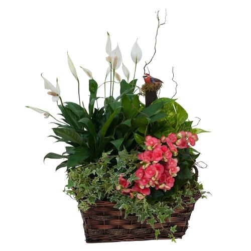 Living Blooming Garden Basket (Standard)