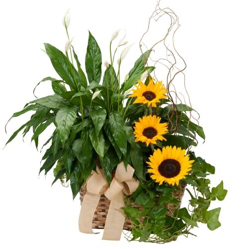 Plants and Sunshine (Standard)