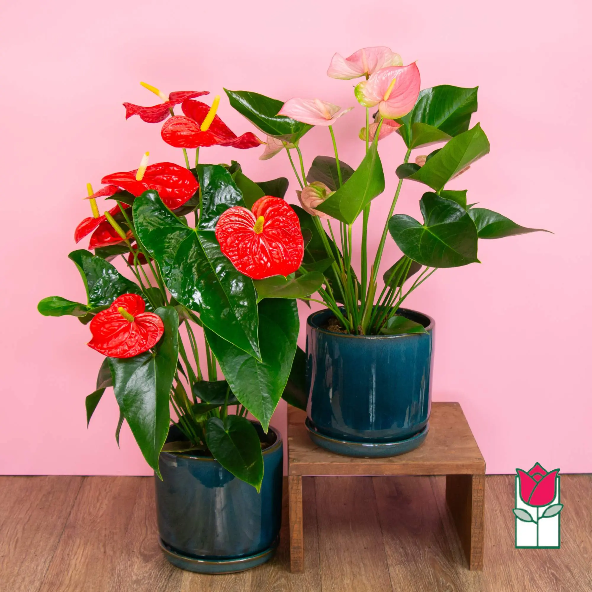 Beretania's Large Anthurium Plant (Seasonal Color Varies)