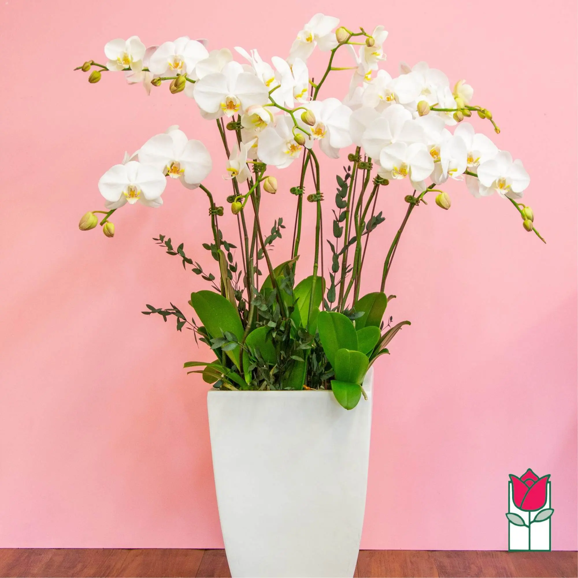 10 Stem - Premium Phalaenopsis White Orchid Plant