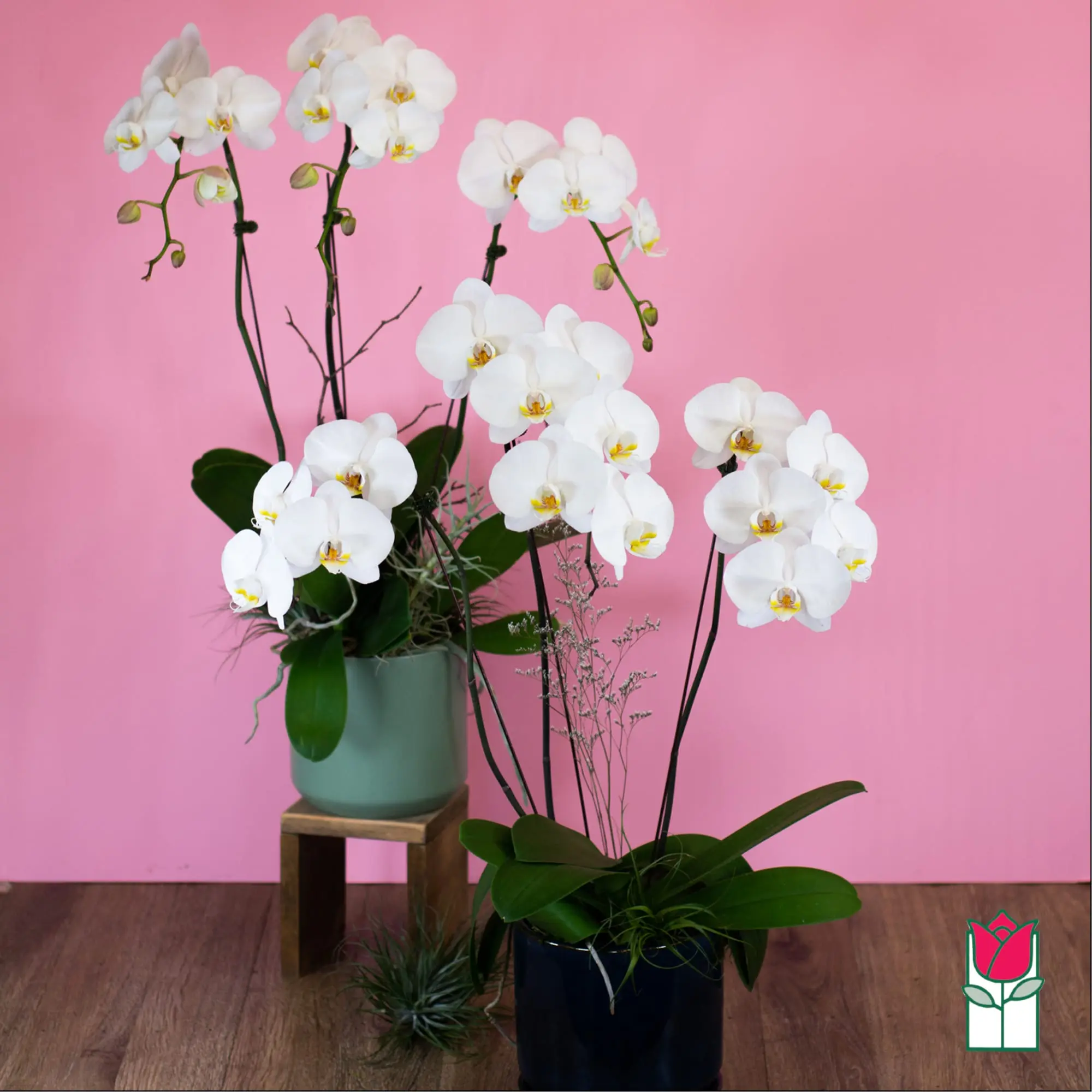 3 Stem - Premium Phalaenopsis White Orchid Plant
