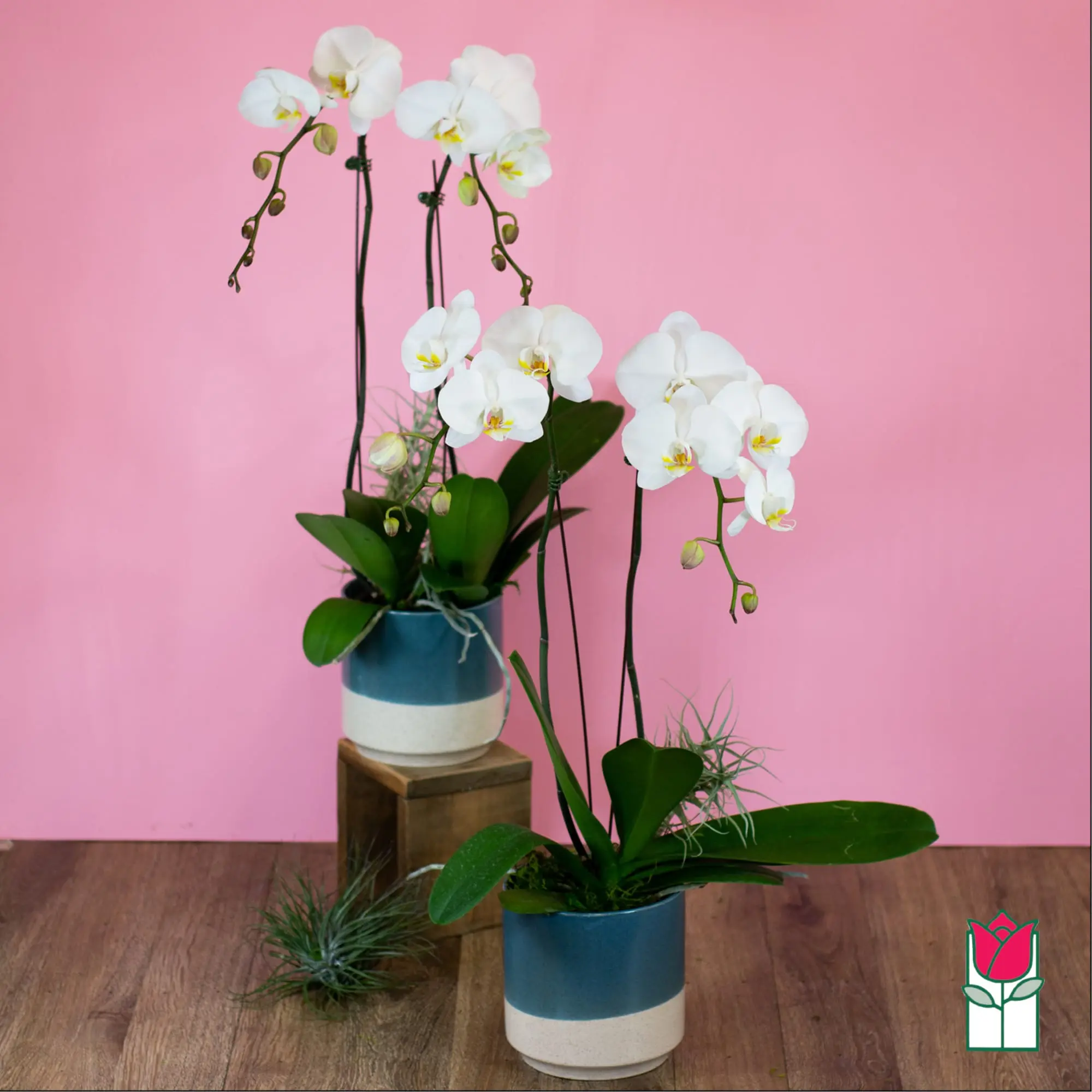 2 Stem - Premium Phalaenopsis White Orchid Plant (Standard)