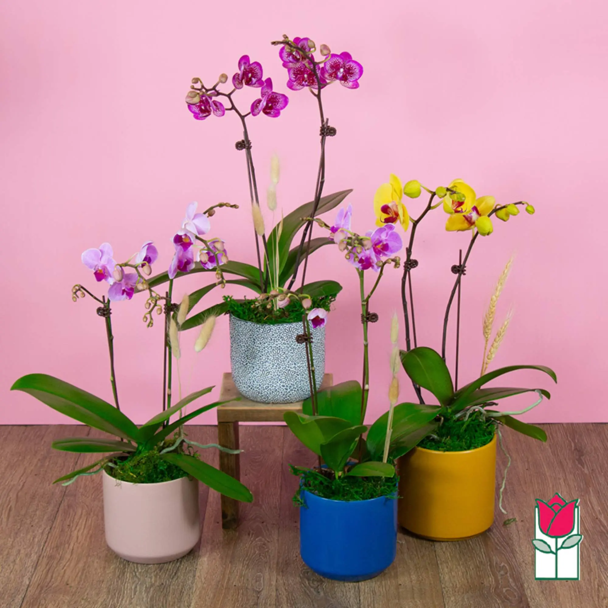 2 Stem - Mini Phalaenopsis Orchid Plant (Seasonal Color Varies)
