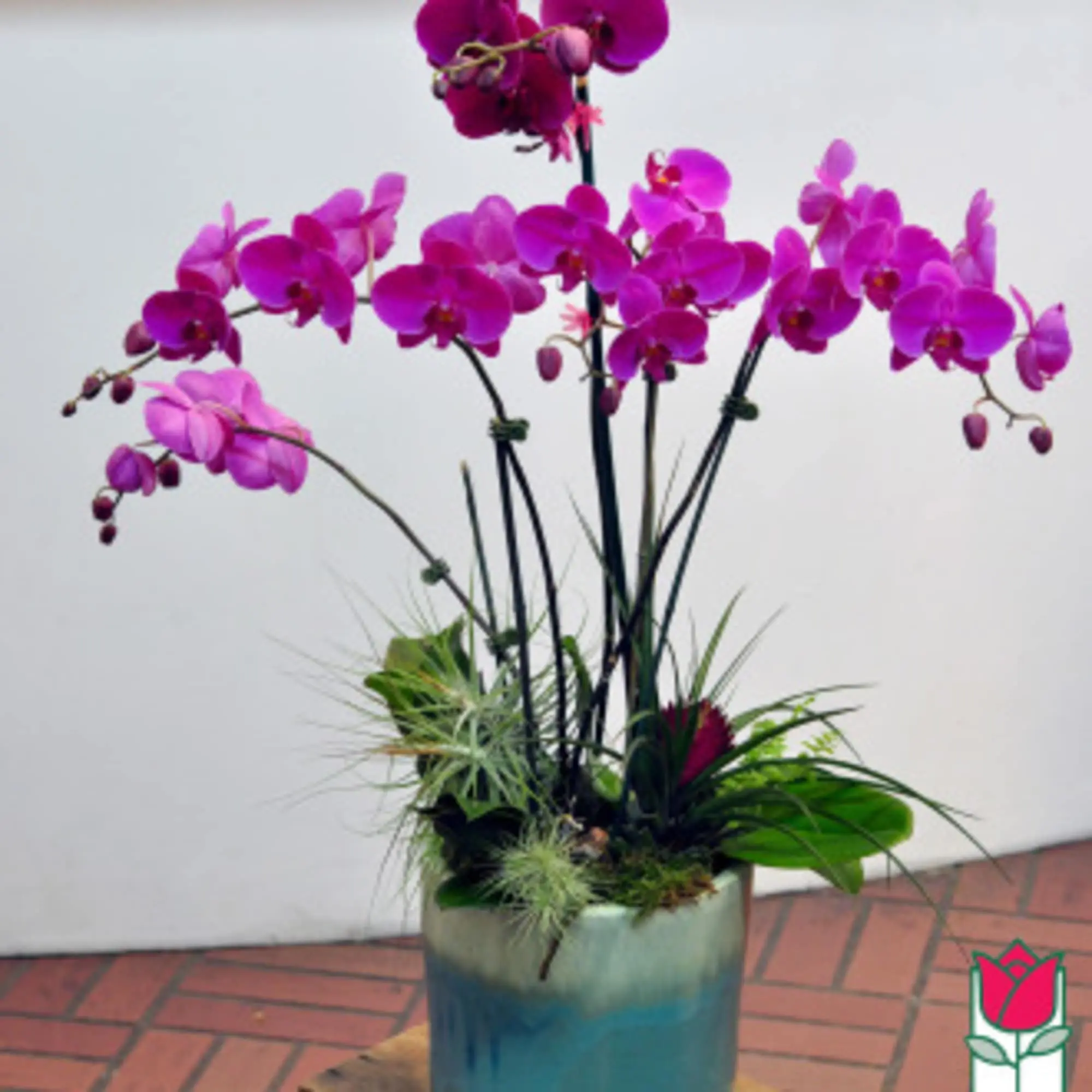 5 Stem - Phalaenopsis Orchid Plant (Seasonal Color Varies)
