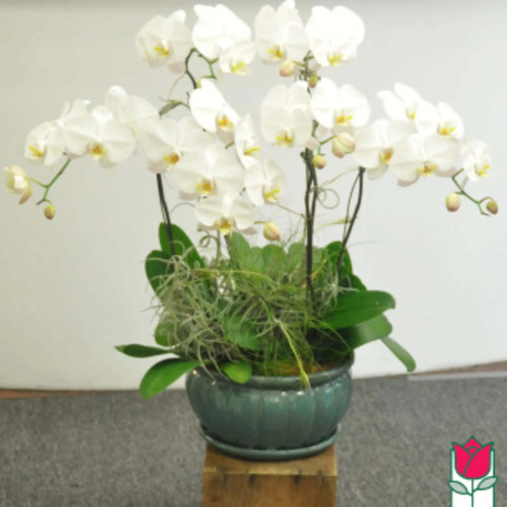 6 Stem - Premium Phalaenopsis White Orchid Plant