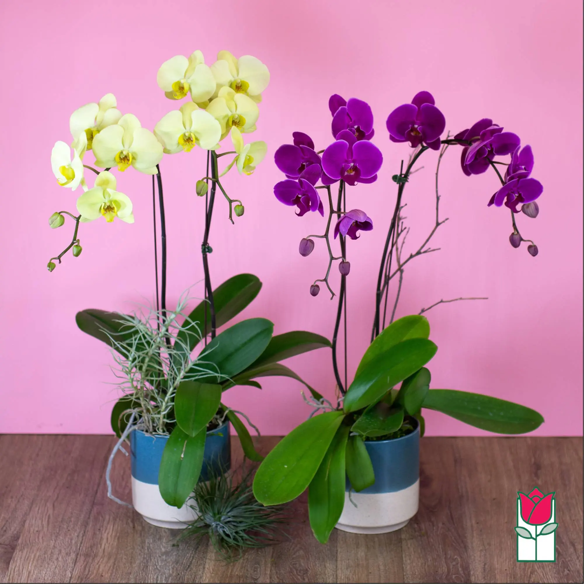 2 Stem - Phalaenopsis Orchid Plant (Seasonal Color Varies)