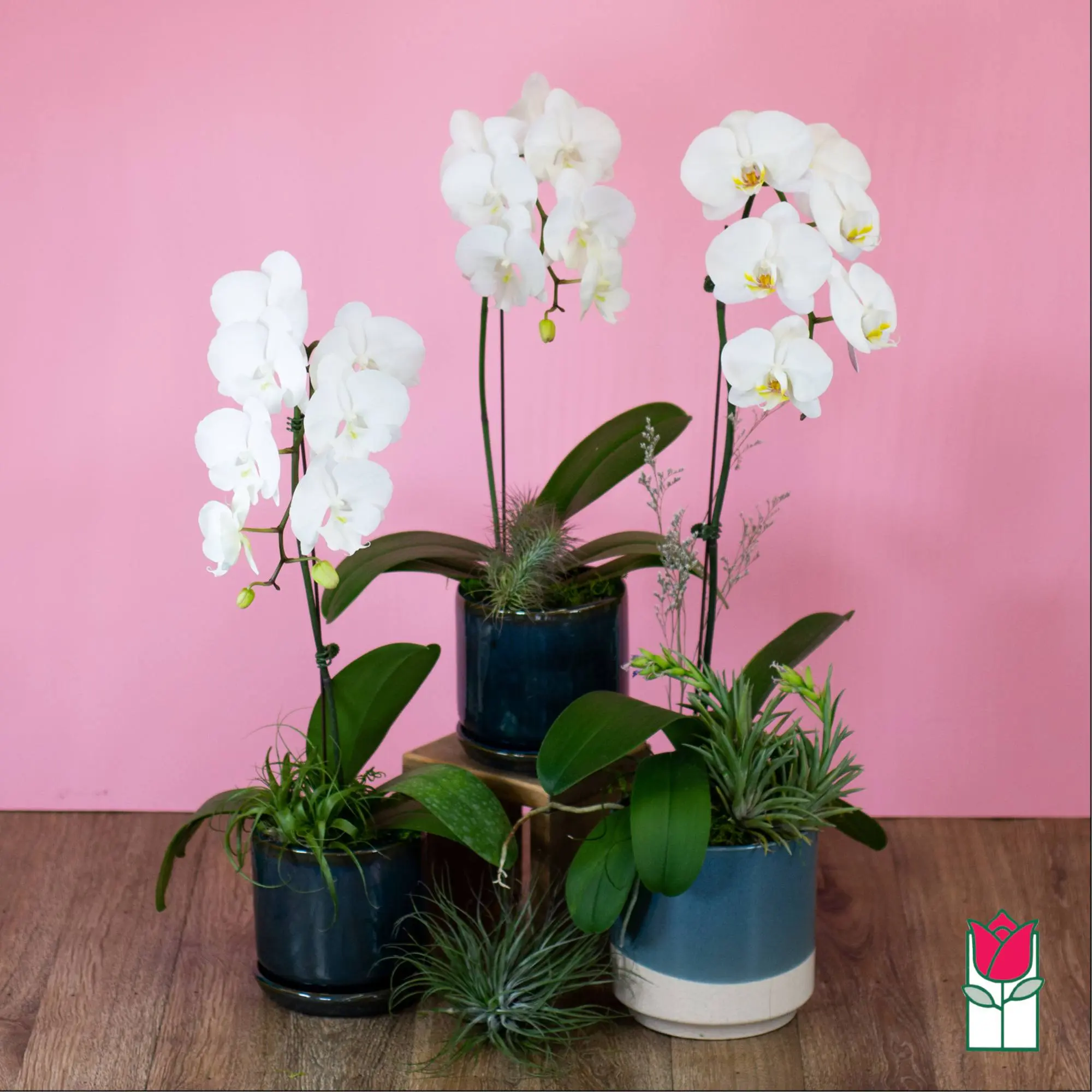 1 Stem - Premium Phalaenopsis White Orchid Plant (Standard)