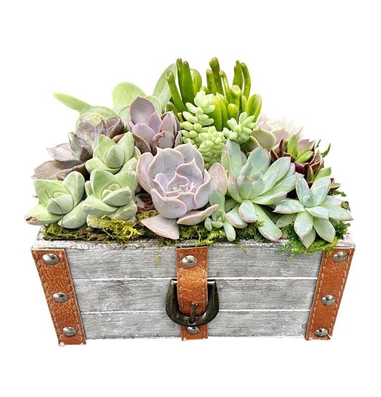Leather Trunk Succulent Garden