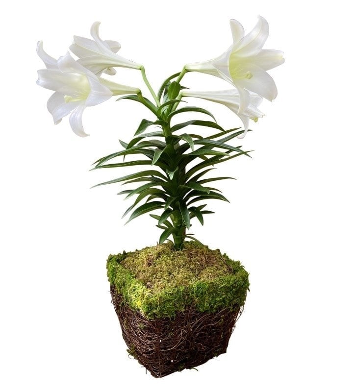 Holiday Centerpiece