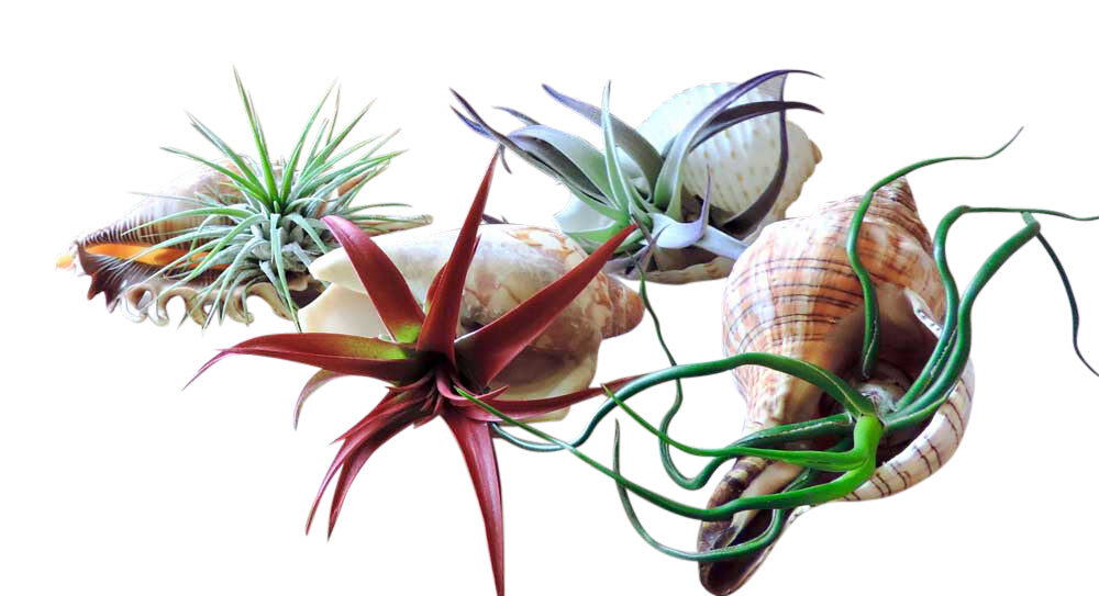 Sea Shell Air Plant (Single Plant)