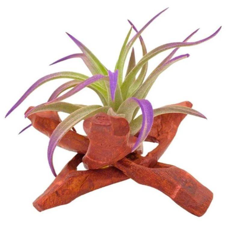Tripod Air Plant