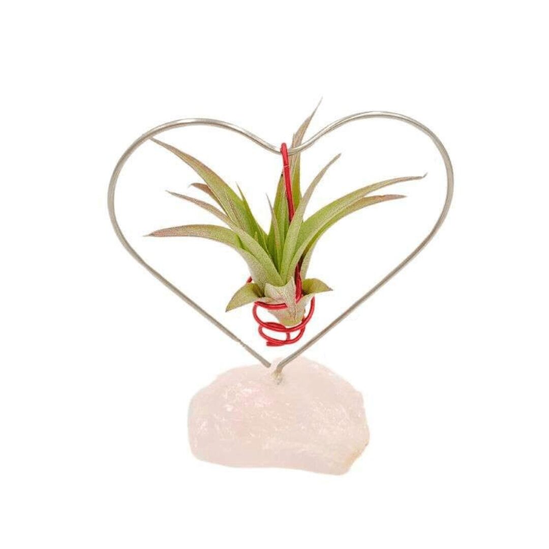 Desk Heart Air Plant