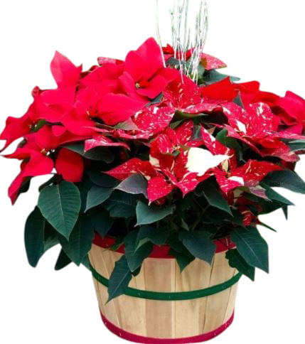 Huge Poinsettia Hamper